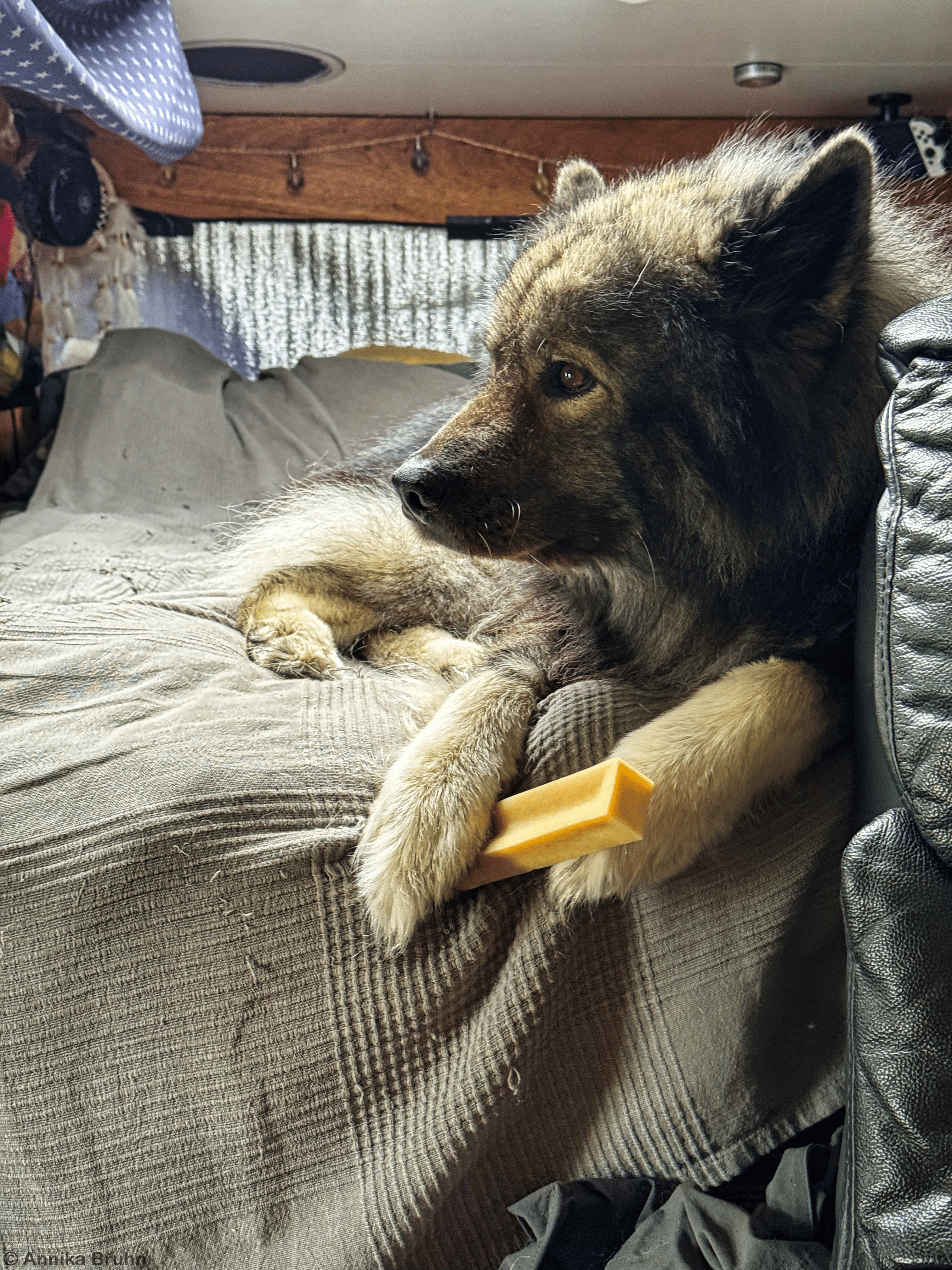 Schön ein Stück Kaukäse in der Pfote